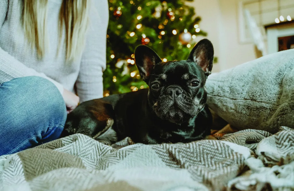 Pampered Pooch