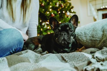 Pampered Pooch