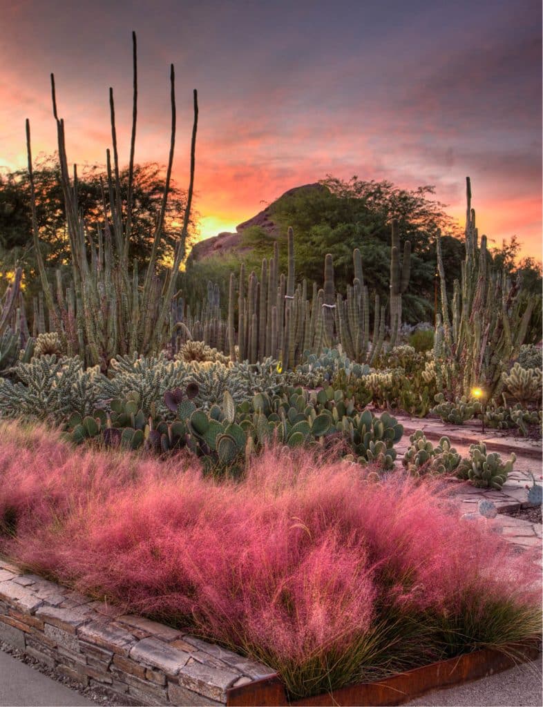 The Botanica House - Moss Wall Art Desert Bloom