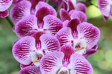 All about Orchids Nature’s Most Elegant Bloom; Pink Phalaenopsis orchids or moth orchids blooming in ornamental