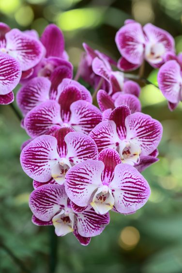 All about Orchids Nature’s Most Elegant Bloom; Pink Phalaenopsis orchids or moth orchids blooming in ornamental