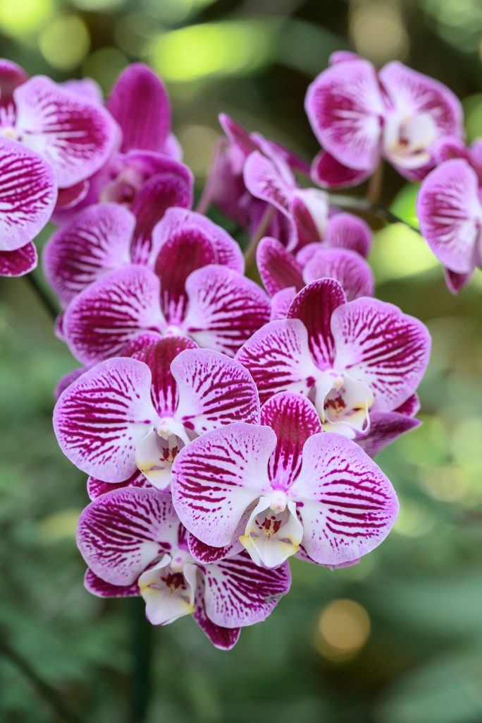 All about Orchids Nature’s Most Elegant Bloom; Pink Phalaenopsis orchids or moth orchids blooming in ornamental