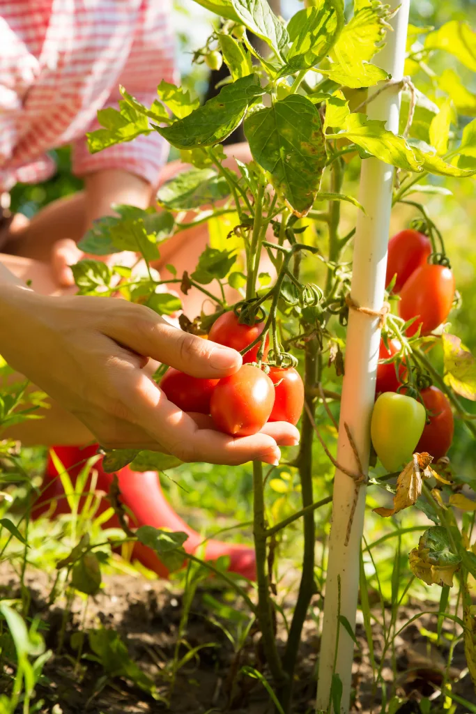 Get Your Yard Summer-Ready