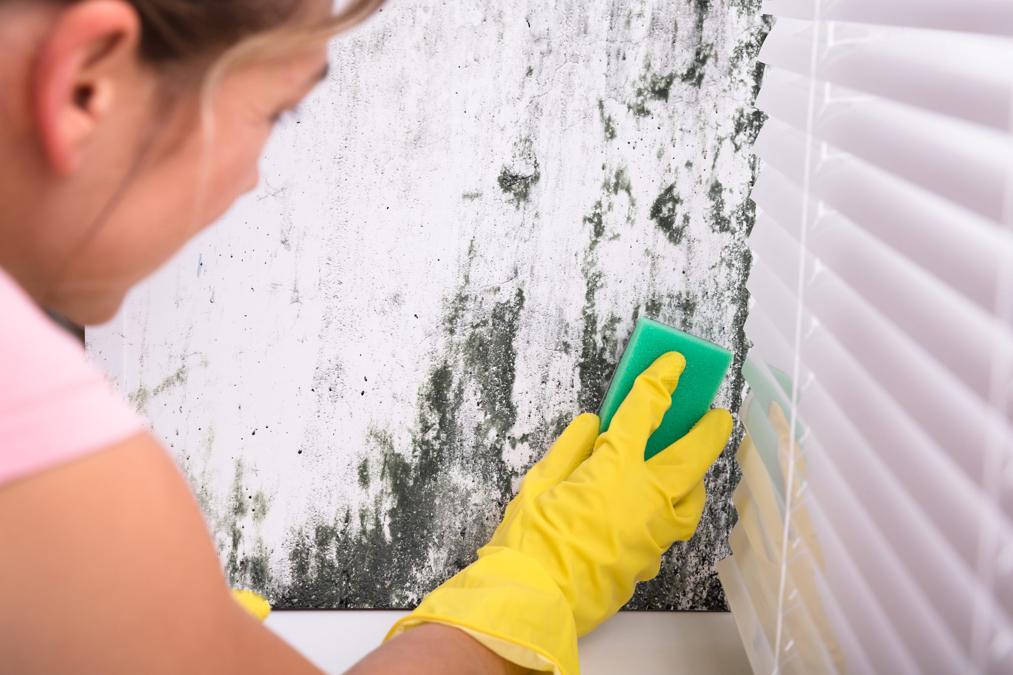 Woman Cleaning Mold From Wall