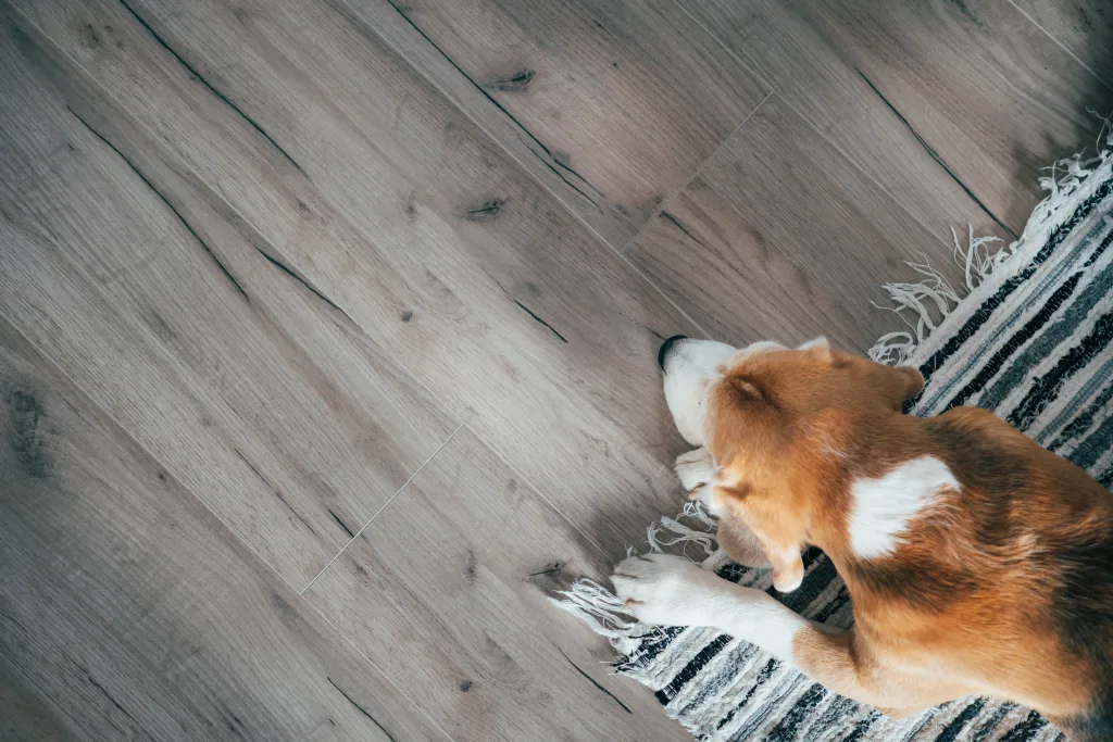 Beagle dog peacefully sleeping on striped mat on laminate floor flooring faves A Dive into Popular Flooring Options