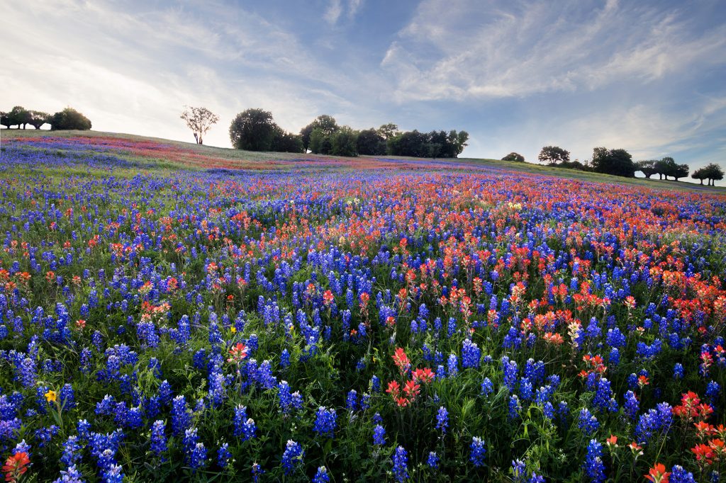 Field of Flowers with Texas Bluebonnets and Indian Paintbrush
