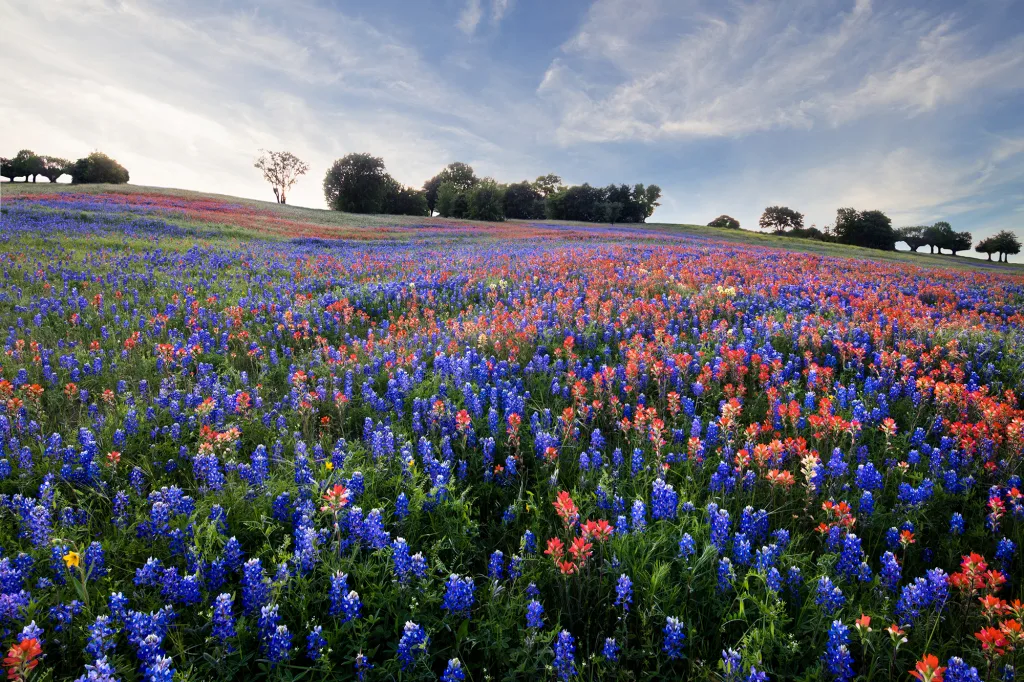 Field of Flowers with Texas Bluebonnets and Indian Paintbrush Field of Flowers with Texas Bluebonnets and Indian Paintbrush