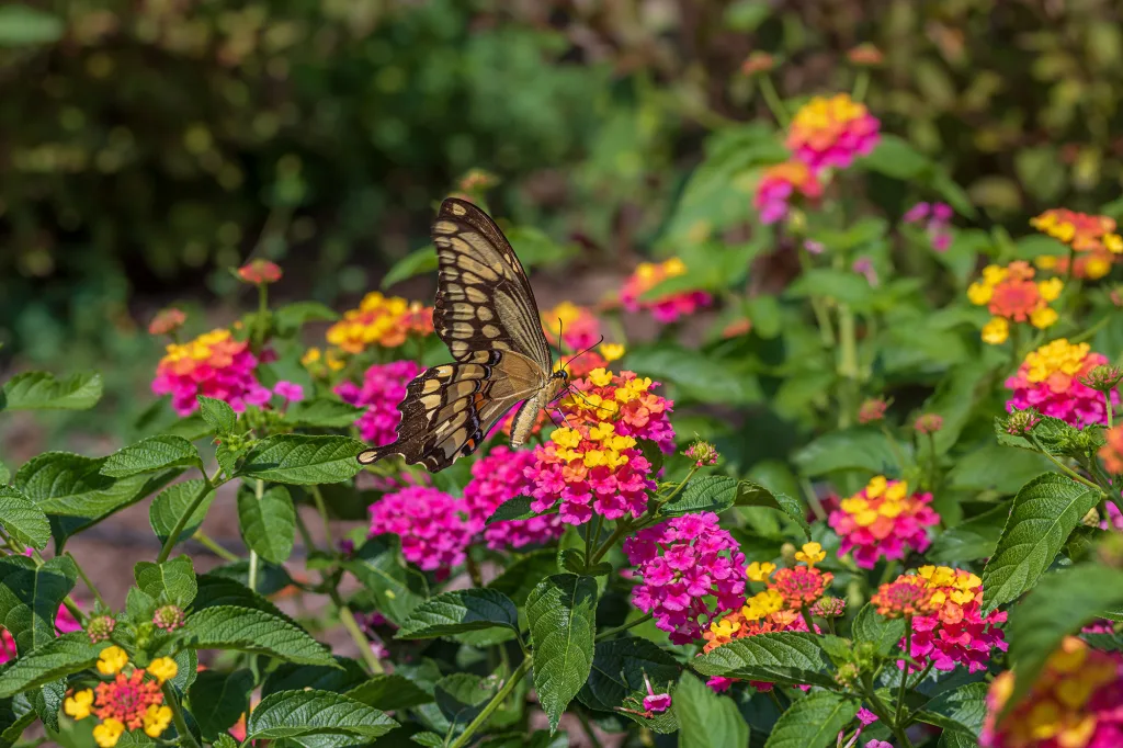 Get Your Yard Summer-Ready