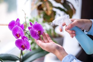 Woman sprays plants in flower pots Housewife taking care of hom
