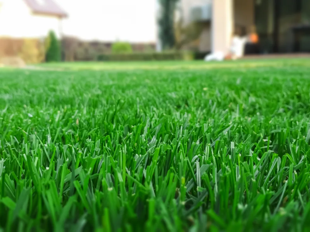 terrific turf Seven Steps to a Lush Lawn You Can Love All Summer