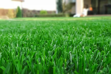 7 tips for a great lawn