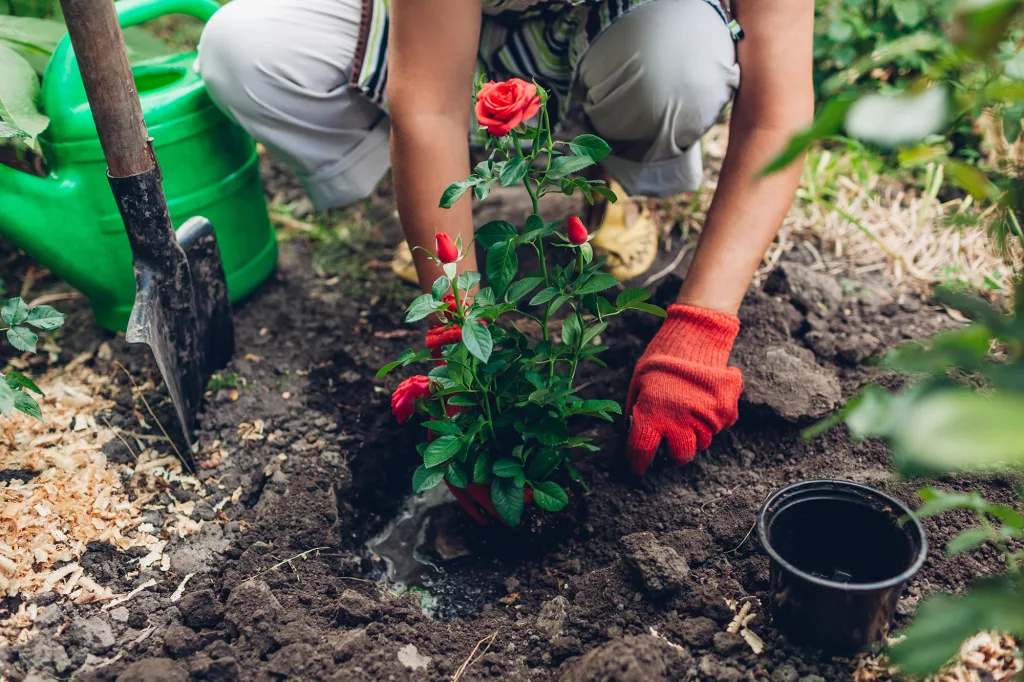 Woman gardener transplanting red roses flowers from pot into wet soil Summer spring garden work