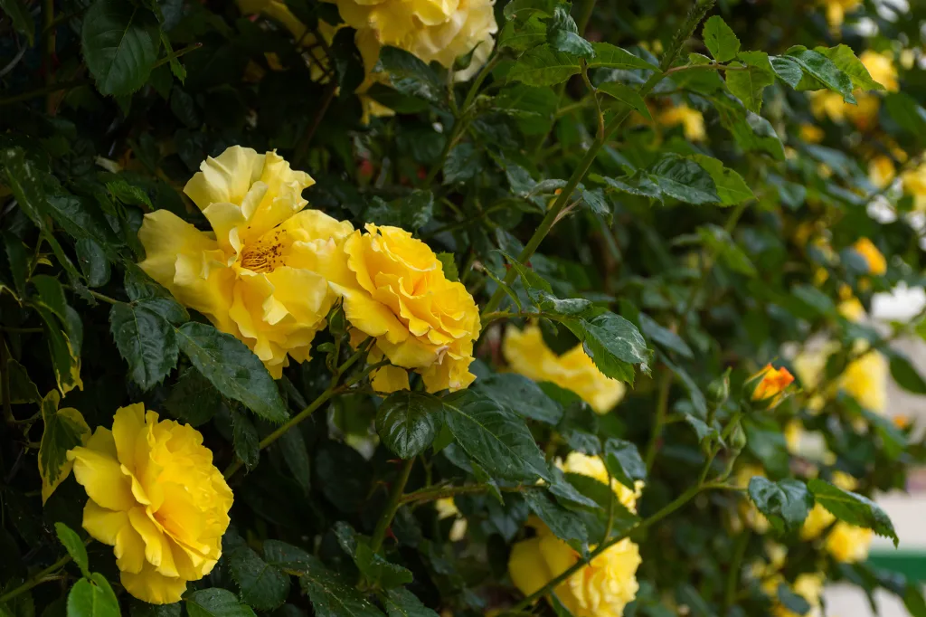 Yellow roses on a Bush in selective focus Beautiful delicate trailing garden roses on a blurred background