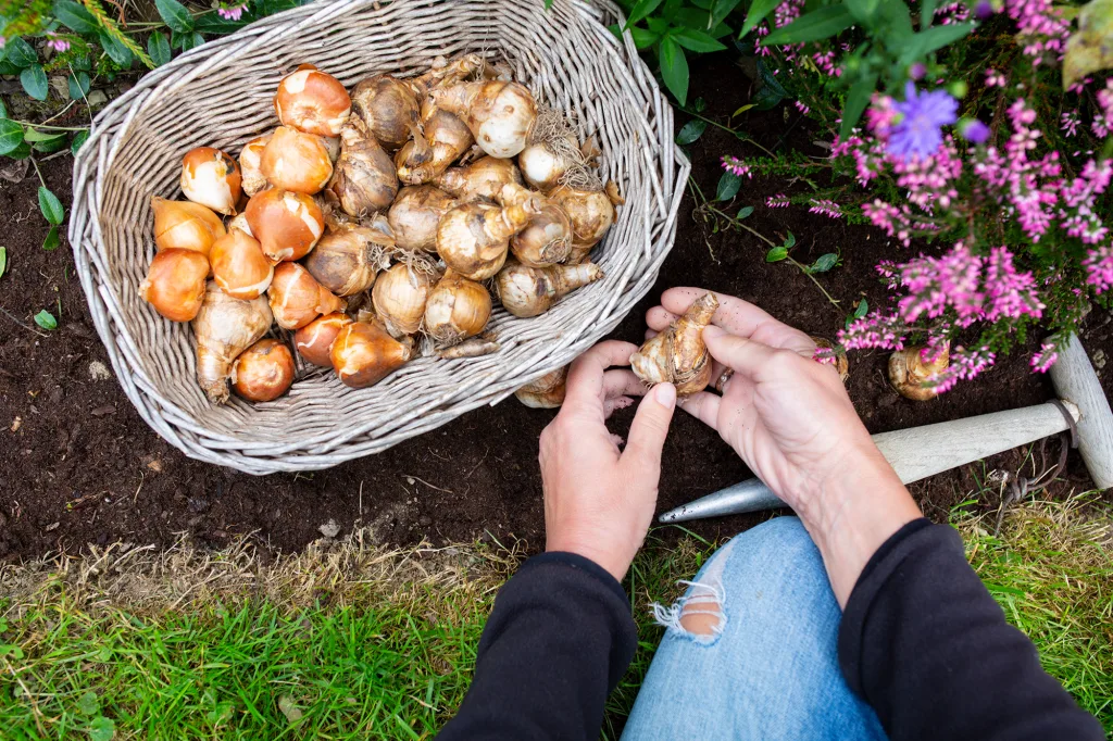 Bulb Basics What to Plant in Texas — And When ;Autumn planting of spring flowering flower bulbs