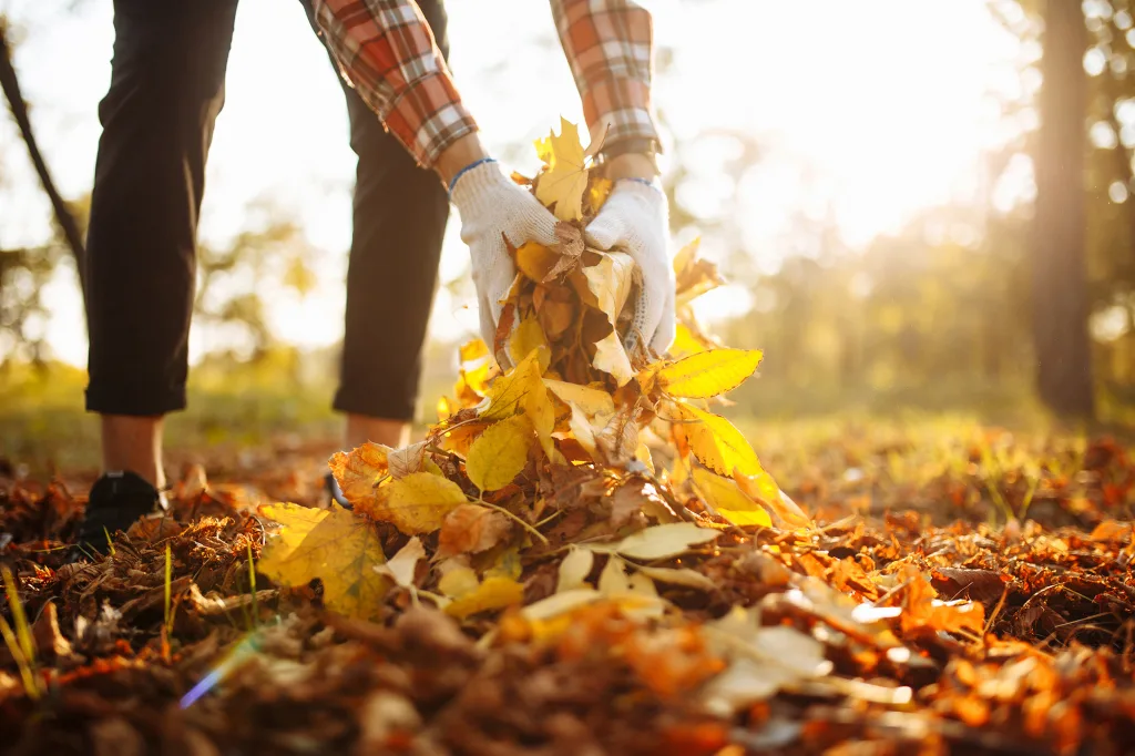 Close up of a male volunteer collects and grabs a small pile of yellow red fallen leaves in the autumn park Cleaning the lawn from the old leaves Gardening and seasonal communal work concept