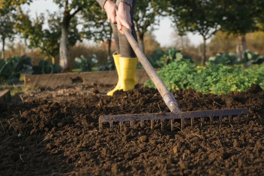 Woman in yellow rubber boots working in garden with rake levelin