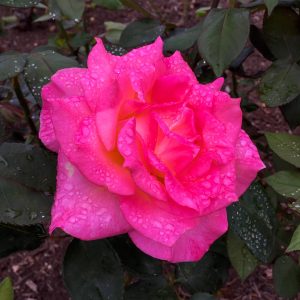 Texas Rose
