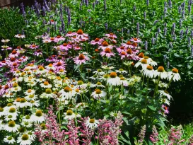A backyard garden designed to attract pollinators such as honey bees, butterflies, hummingbirds, and other native pollinators