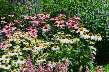 A backyard garden designed to attract pollinators such as honey bees, butterflies, hummingbirds, and other native pollinators