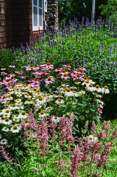 A backyard garden designed to attract pollinators such as honey bees, butterflies, hummingbirds, and other native pollinators