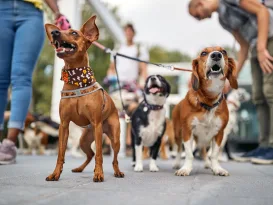 Close up shot of a group of dogs at the walk posing for a photo Pets, walkers, service Strut Your Mutt SPCA Event Supports Animals in Need