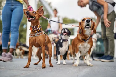 Close up shot of a group of dogs at the walk posing for a photo Pets, walkers, service Strut Your Mutt SPCA Event Supports Animals in Need