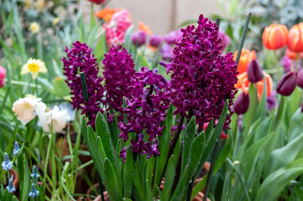 Purple hyacinth Woodstock blooms in a garden in April Hyacinthus orientalis