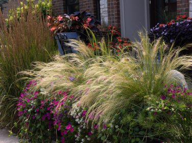 A colorful grouping of garden containers incorporating fuchsia p; local landscapes Why Growing Native Texas Plants is a Great Idea