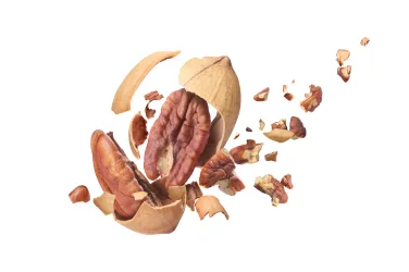 Pecan nut flies on white background