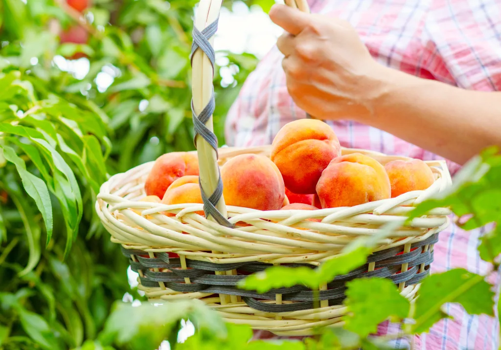 Woman farmer harvesting ripe peaches putting into basket in the garden