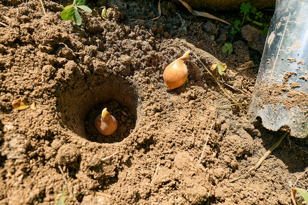 Flower bulb in the hole and garden bulb planting tool on the soil Autumn or spring home gardening