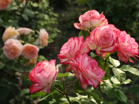 Beautiful blooming pink roses on bush outdoors, closeup Space f
