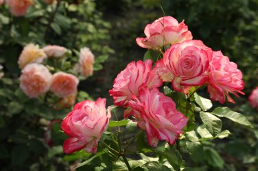 Beautiful blooming pink roses on bush outdoors, closeup Space f