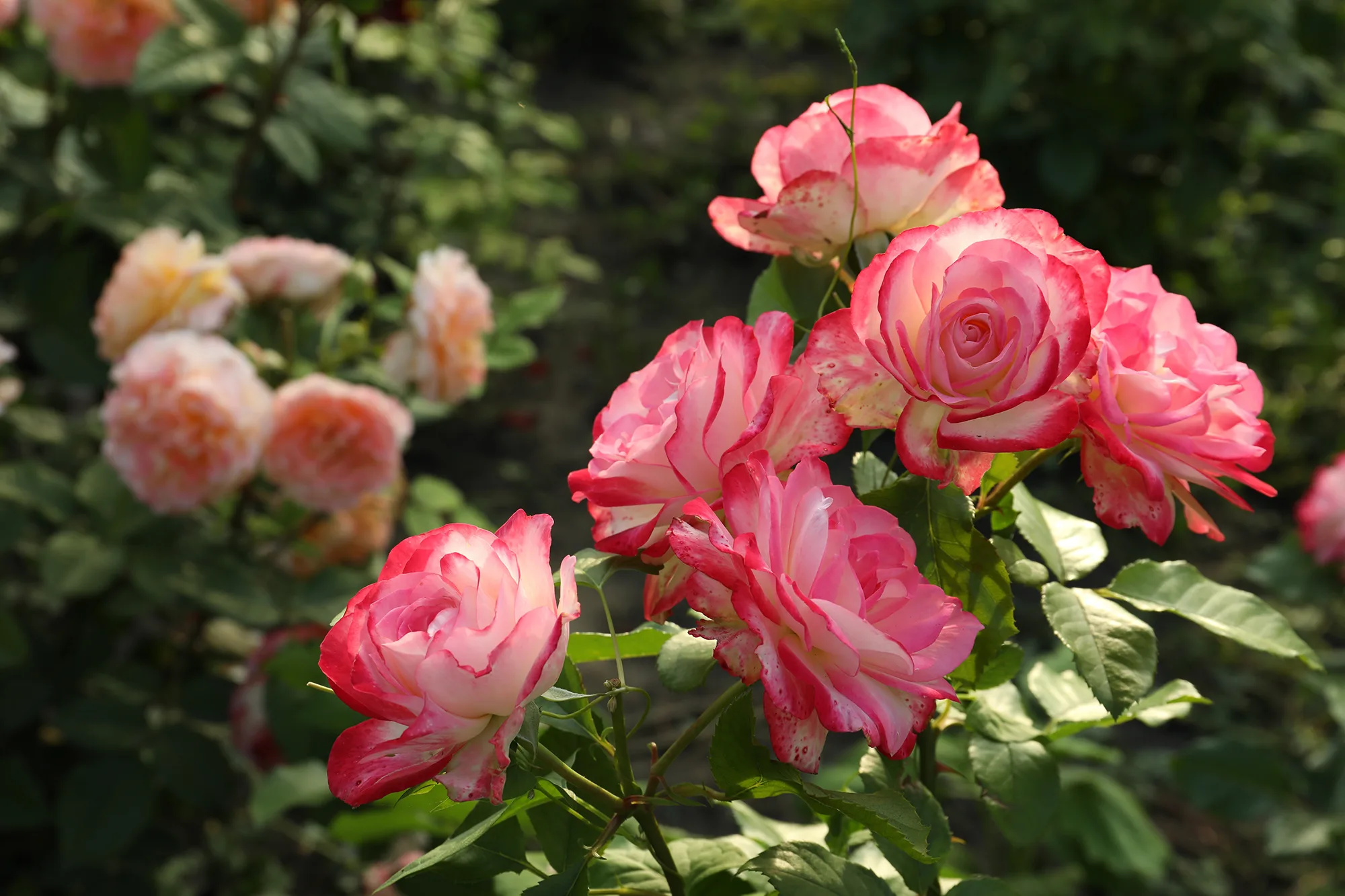 Beautiful blooming pink roses on bush outdoors, closeup Space f