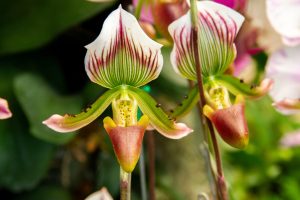 All about Orchids Nature’s Most Elegant Bloom; Green red and white flower, Flower of exotic orchid Venus sli