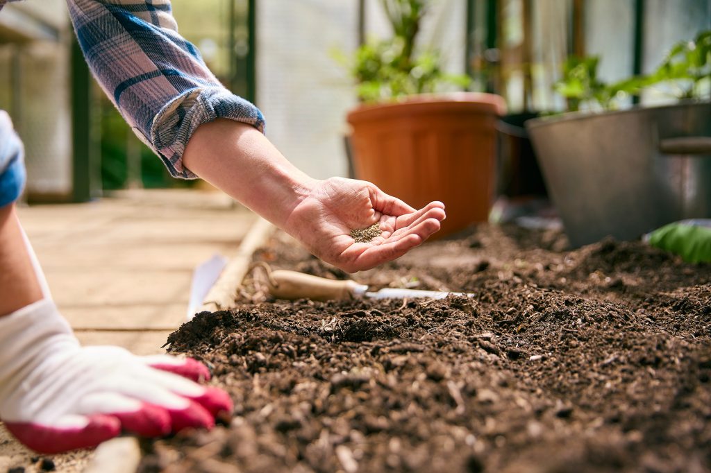 Close Up Of Woman Gardening Planting Seeds In Greenhouse Close Up Of Woman Gardening Planting Seeds In Greenhouse