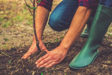 Rooted in Success A Beginner’s Guide to Planting Trees