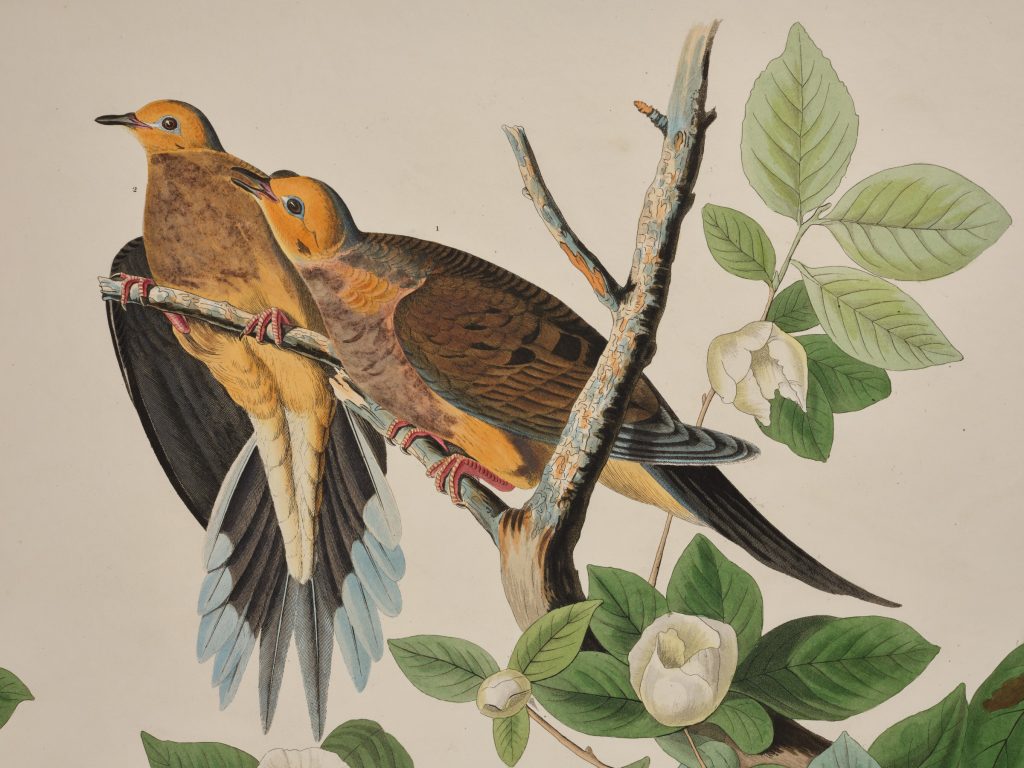 Audubon 1 Audubon 1