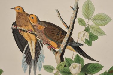 Audubon 1
