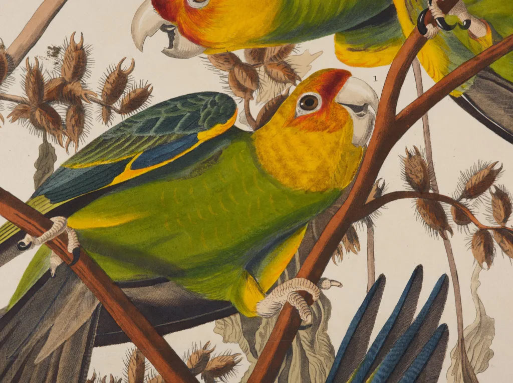Audubon 2