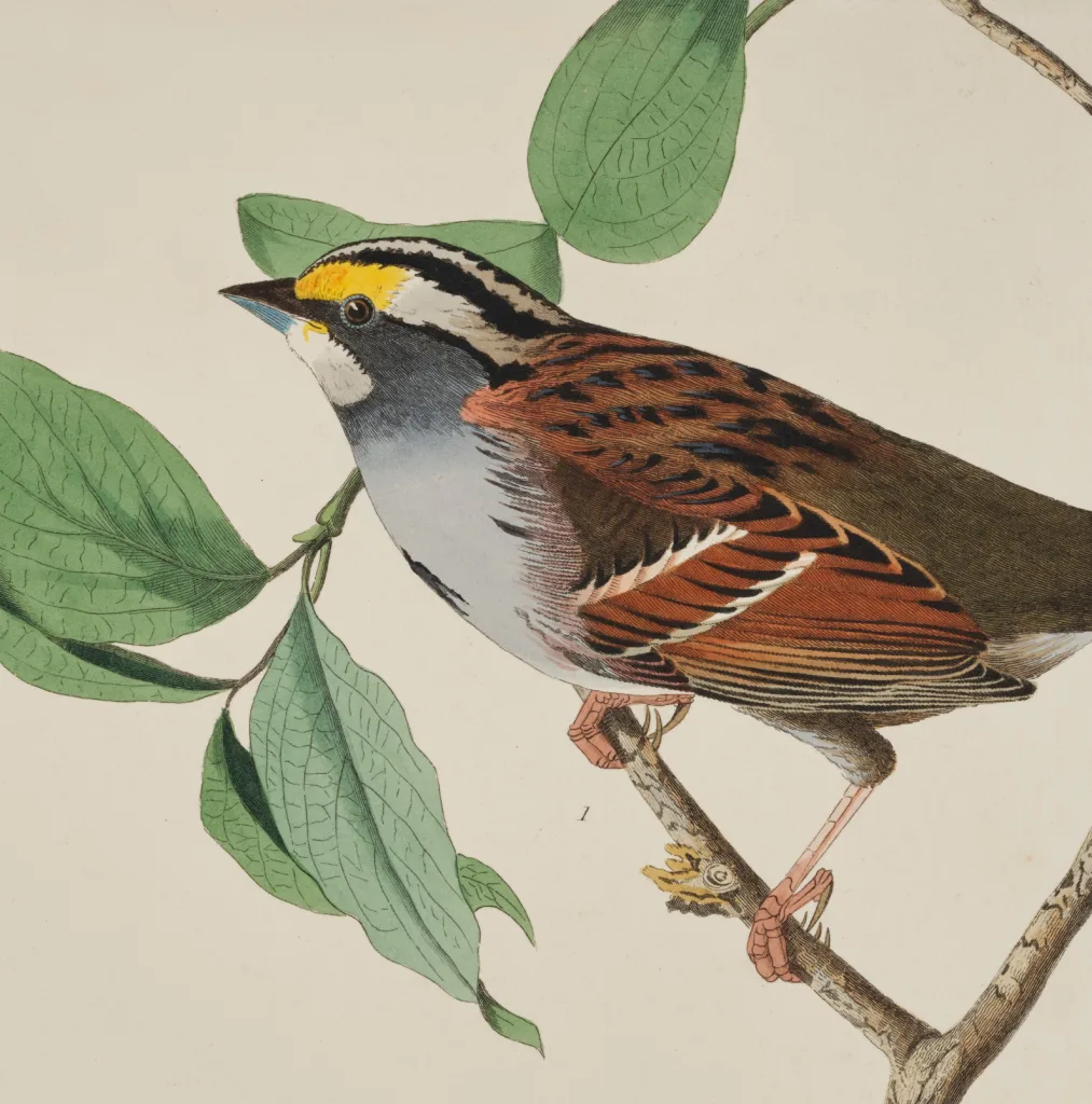 Audubon 3