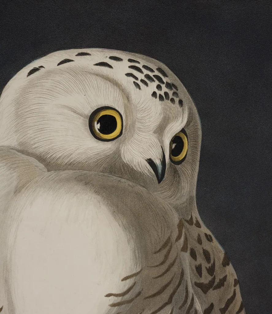 Audubon 4