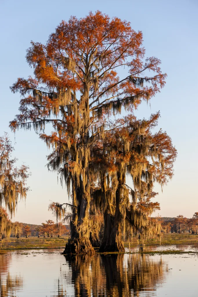 Ball cyrpress trees on Caddo Lake, Texas Ball cyrpress trees on Caddo Lake, Texas
