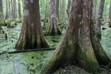Big Thicket Cypress Swamp Credit National Parks Service Scott Sharaga