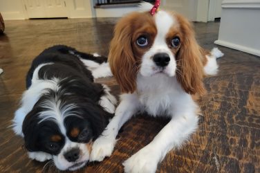 Bo & Daisy