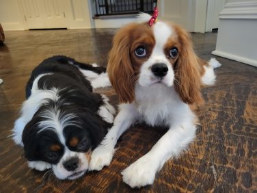 Bo & Daisy