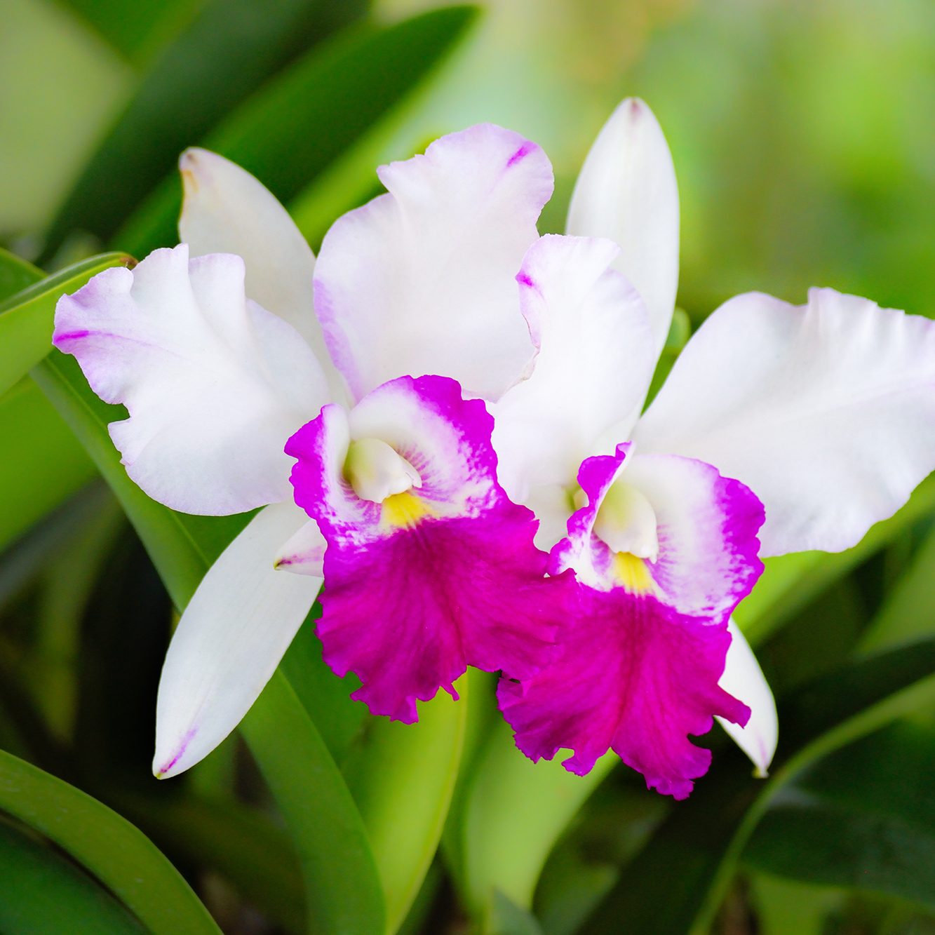 White cattleya orchid flower All about Orchids Nature’s Most Elegant Bloom; White cattleya orchid flower