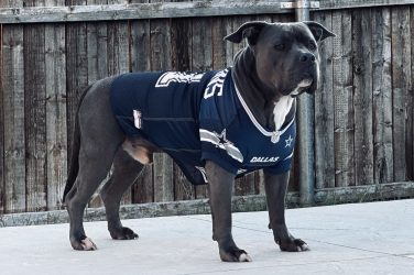 Dak