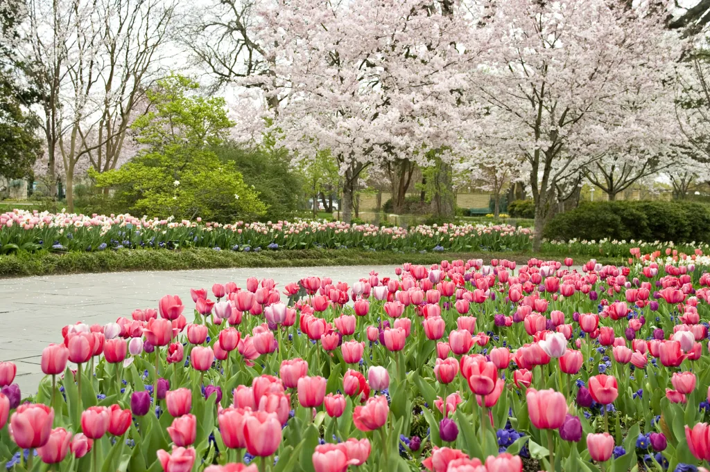 Dallas Arboretum 2 copy
