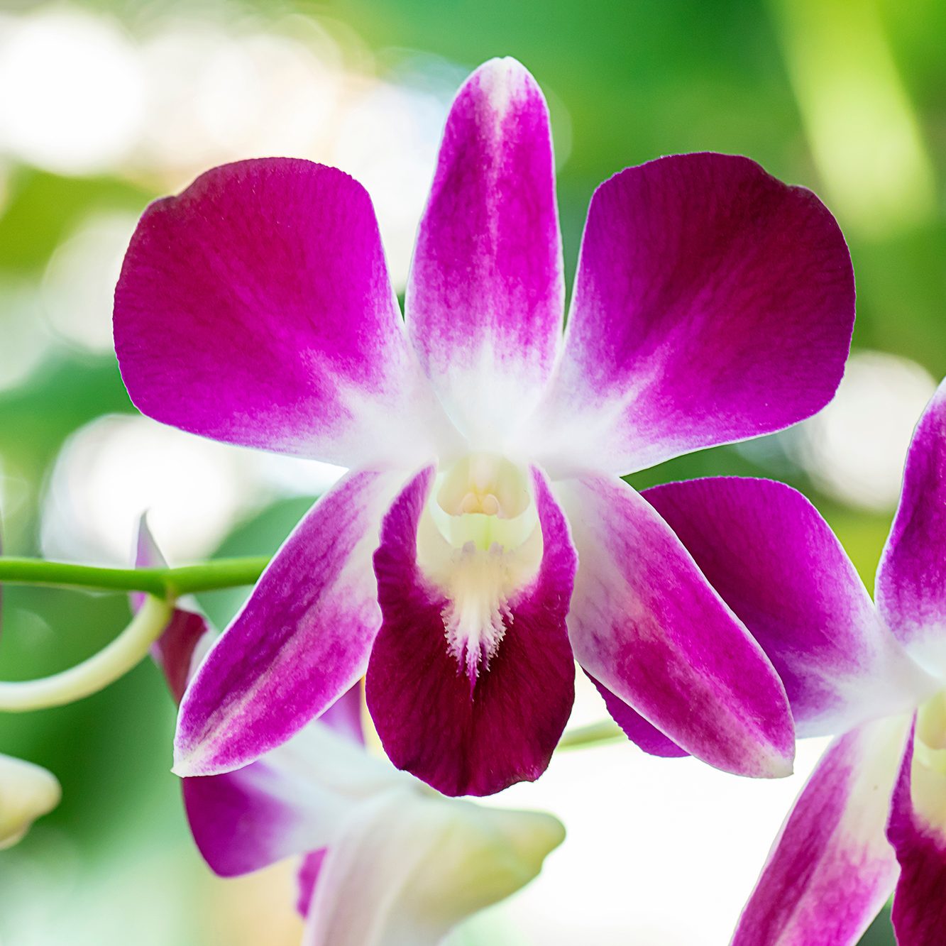Close up Pink orchid Dendrobium in the gaden All about Orchids Nature’s Most Elegant Bloom; Close up Pink orchid Dendrobium in the gaden